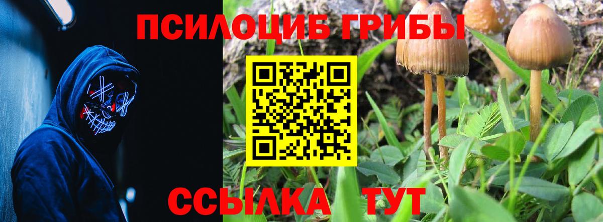Новокуйбышевск  Псилоцибиновые грибы GOLDEN TEACHER  Псилоцибиновые грибы Psilocybine cubensis  Вход с VPN 